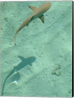 Framed Maldives Blacktip Reef Shark, Carcharhinus Melanopterus