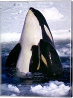 Framed Type C Orcas