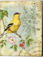 Framed Songbird Sketchbook III