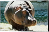 Framed Close-up of a Hippopotamus