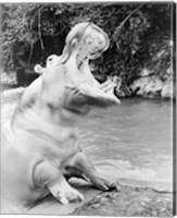 Framed Hippopotamus yawning