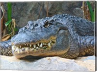 Framed Alligator Mississippiensis