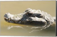 Framed Caiman Displaying Fourth Tooth
