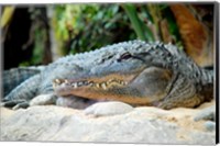 Framed Loro Parque Alligator