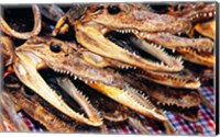 Framed Close-up of the skulls of alligators