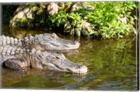 Framed American alligators in a pond, Florida, USA