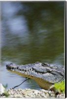 Framed Close-up of an American Crocodile In Water
