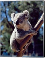 Framed Koala on a tree branch, Australia (Phascolarctos cinereus)