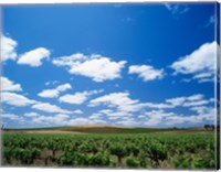 Framed Panoramic view of vineyards, Barossa Valley, South Australia, Australia