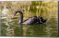 Framed Black swan (Cygnus atratus) swimming in a pond, Australia