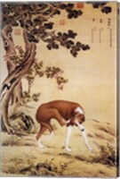 Framed Ten Prized Dogs Chinese Greyhound