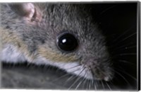 Framed White-footed Mouse - up close