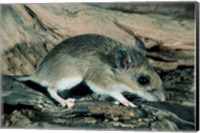 Framed White-footed Mouse