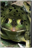 Framed Close-up of a Pig Frog (Rana grylio)