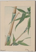 Framed Bamboo Tree Detail