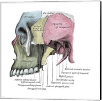 Framed Skull Diagram