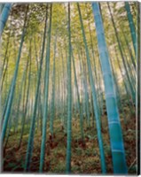 Framed Bamboo Forest, Sagano, Japan