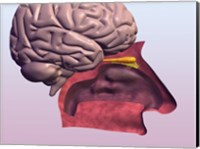 Framed Close-up of a human olfactory system and brain