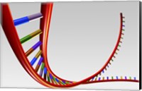 Framed Close-up of a human DNA structure