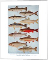 Framed Group of Fishes