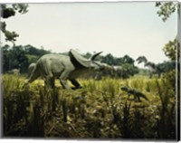 Framed Triceratops with a tyrannosaur and a torosaurus in a forest