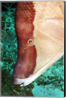 Framed Spanish Hogfish