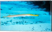 Framed Side profile of a Yellow Trumpet Fish swimming underwater