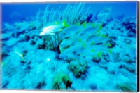 Framed School of French Grunts swimming underwater, Bonaire, Netherlands Antilles