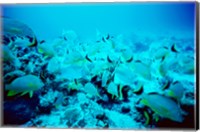 Framed School of Blue Striped Grunts swimming underwater, Belize