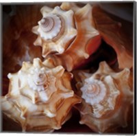 Framed Macro Shells VII