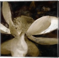 Framed Bronze Lily VI