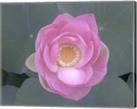 Framed Blushing Lotus I