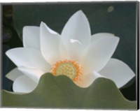 Framed Delicate Lotus III