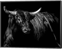 Framed Brindle Rodeo Bull