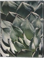 Framed Agave I