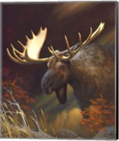Framed Moose Portrait