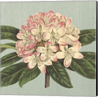 Framed 'Rhododendron' border=