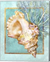 Framed 'Conch Shell and Coral' border=