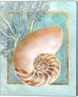 Framed 'Nautilus Shell and Coral' border=