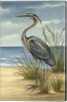 Framed Shore Bird II