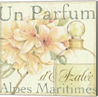 Framed Fleurs and Parfum III