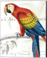 Framed 'Parrot Botanique II' border=