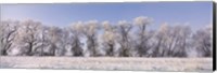 Framed Cottonwood trees covered with snow, Lower Klamath Lake, Siskiyou County, California, USA