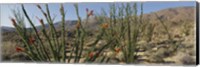 Framed Ocotillo Anza Borrego Desert State Park CA
