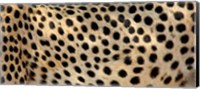 Framed Close-up of the spots on a cheetah