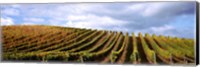 Framed Rows of vines with leaves, Napa Valley, California, USA