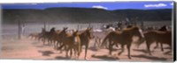 Framed Close up of Horses running in a field, Colorado
