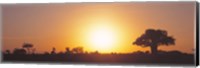 Framed Sunset, Tarangire, Tanzania, Africa