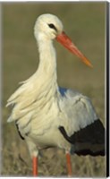 Framed Close-up of an European white stork, Ngorongoro Conservation Area, Arusha Region, Tanzania (Ciconia ciconia)