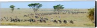 Framed Herd of wildebeest and zebras in a field, Ngorongoro Conservation Area, Arusha Region, Tanzania